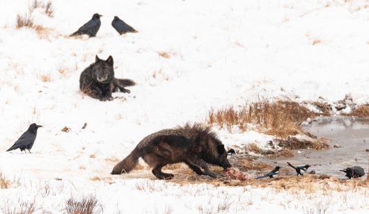 25 years later: Politics, myths and the reintroduction of wolves to ...