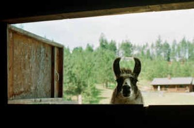 
Supreme Grand Champion Polaris peeks from a barn in 1999, the first year llamas were part of the livestock displays at the North Idaho Fair.Supreme Grand Champion Polaris peeks from a barn in 1999, the first year llamas were part of the livestock displays at the North Idaho Fair.
 (File/File/ / The Spokesman-Review)