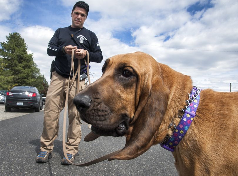 Daisy the 14-month-old bloodhound is ready for her close-up shot, April 28, 2016, at the Spokane Police Academy. She is the department's first bloodhound and will be tracking down missing children and vulnerable adults. Sgt. Jason Reynolds is her handler. (Dan Pelle / The Spokesman-Review)