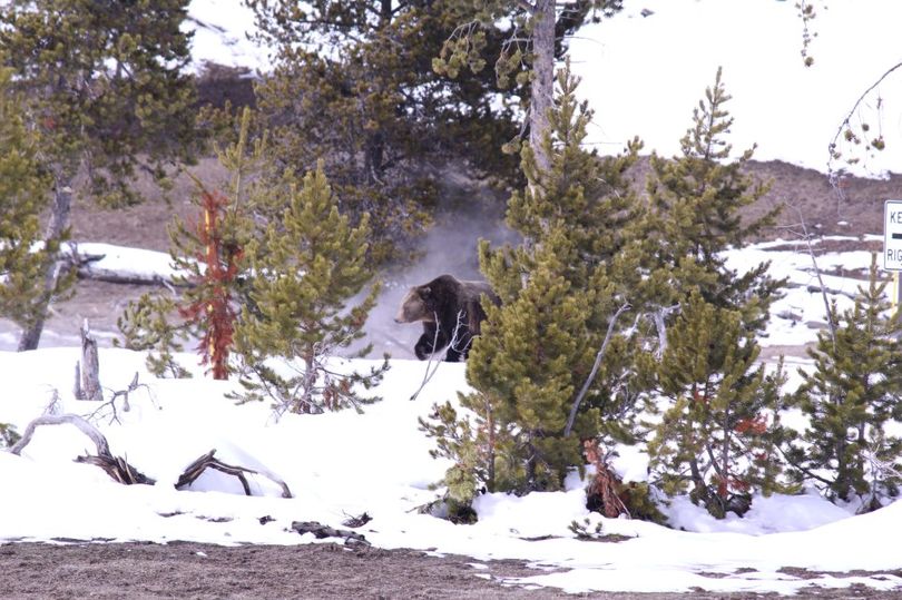 A grizzly bear roams Yellowstone National Park shortly after emerging from its winter den in March 2013. (Yellowstone Tour Guides)