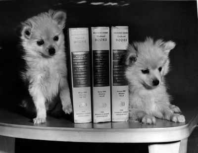 In this 1954 photo, these nine-week-old pomeranians are only temporary bookends. They are too active to take a steady job of supporting the volumes. The ivory-colored pups were raised and are owned by Mr. and Mrs. C.R. Woehlin, W. 1207 Fairview. The youngsters will be in Lincoln Heights Kennel Club show in May. (Photo Archive/ Spokesman Review)