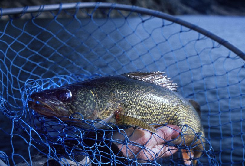 Walleye, a non-native species detected in the Columbia Basin in the 1950s and introduced to Little Falls Pool of the Spokane River in 1976, eventually flourished in Lake Roosevelt, providing a popular sport and table fish. Researchers say the fish is a victim of its success. (Rich Landers)