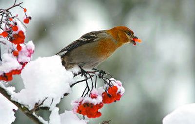 
A pine grosbeak mashes a mountain ash berry after a winter snowfall. Variation among the pine grosbeak's color is vast, but the amount of color on the bird's breast suggests that it is most likely a first-year male. 
 (Photos by Tom Davenport / The Spokesman-Review)