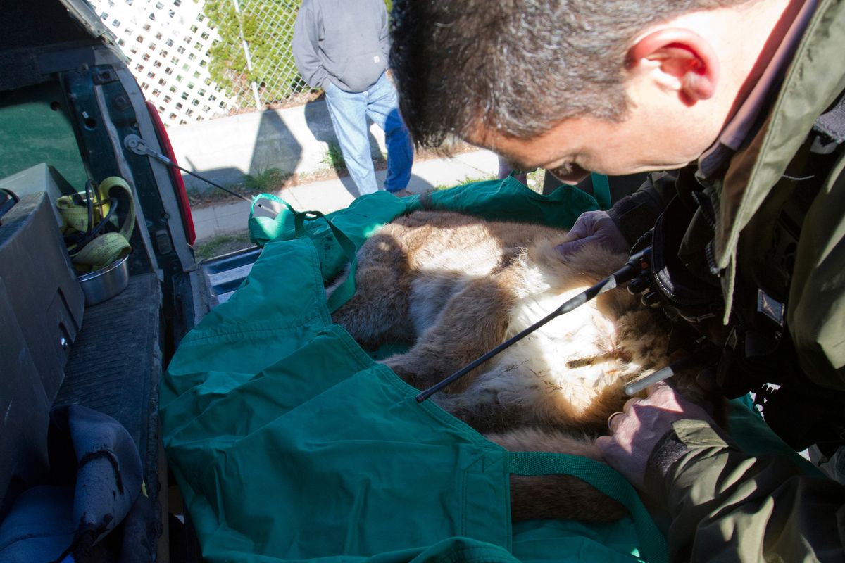Rich Beausoleil, cougar expert with the Washington state Department of Fish and Wildlife, looks at a cougar cub after it had been shot and killed Monday, April 11, 2011 in Wenatchee, Wash. (Kathryn Stevens / The Wenatchee World)