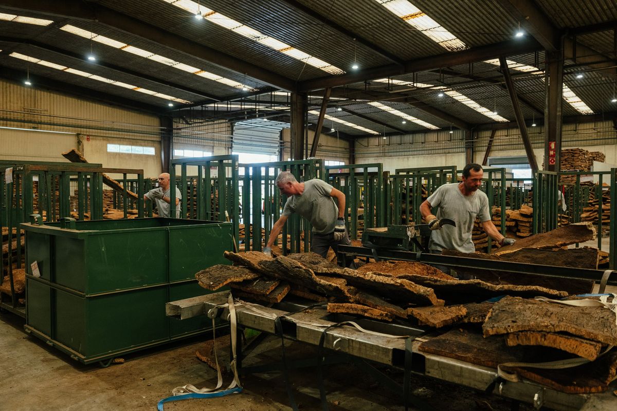 Workers select cork at the Amorim factory. The industry has an additional climate benefit: Unlike most trees grown commercially, cork oaks are never cut down, so they can continue to store carbon for centuries. MUST CREDIT: Jose Sarmento Matos for The Washington Post.  (Jose Sarmento Matos/For The Washington Post)