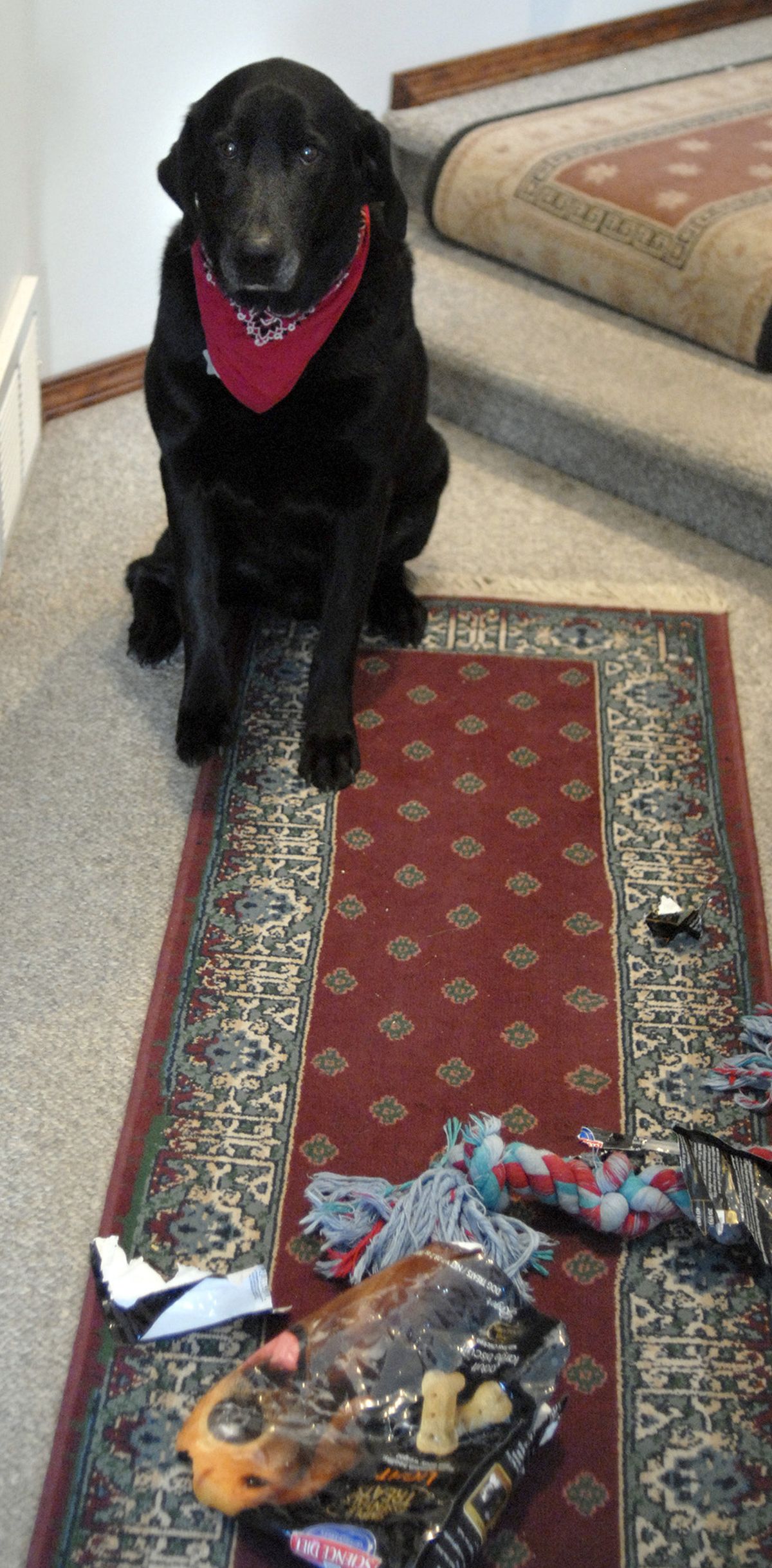 Christopher Anderson’s black Lab mix, Chewie, sits next to the scene of the crime in their Spokane home: a gutted bag of dog treats that he pulled off the counter. (Liz Kishimoto)