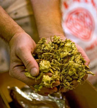 
Terry Butler, brewmaster at the Snipes Mountain Microbrewery  and Restaurant, holds a handful of hops in Sunnyside, Wash., on Thursday.Associated Press
 (Associated Press / The Spokesman-Review)