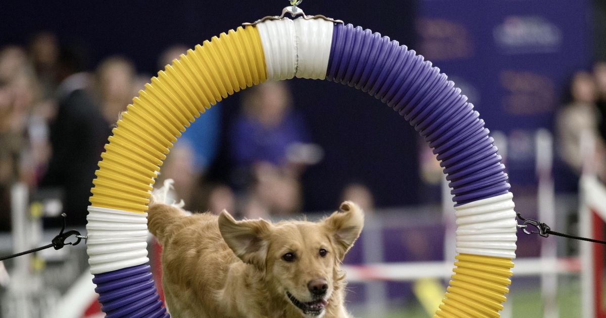 Name of game Border collie Fame(US) wins Westminster agility The