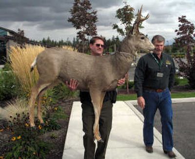 
Dan Rahn, Washington Fish and Wildlife department enforcement agent, carries a robotic deer decoy donated to the agency by the Mule Deer Foundation to help set up stings against poachers. Mike Jones, the foundation's Washington chairman is at right. The group has donated about $15,000 worth of equipment to the agency in the past three years. 
 (Rich Landers / The Spokesman-Review)