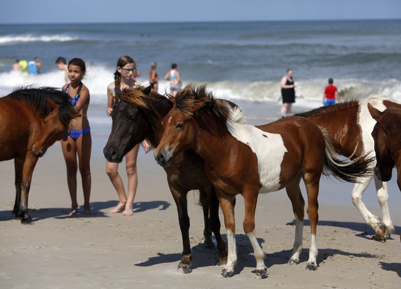 Wild horses roam on South Ocean Beach at Assateague Island National Seashore near Berlin, Md. on Wednesday Aug. 13, 2014. (Jacqueline Larma / Associated Press)