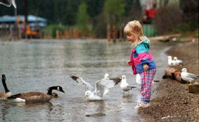 Haley Banta finds a mutually profitable pastime in feeding wheat bread to resident gulls, geese and ducks at the North Idaho College beach. NIC is creating a no-feeding zone on the beach.
 (File Photo / The Spokesman-Review)