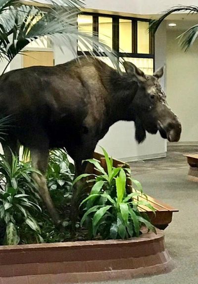 A moose wandered into the atrium of a medical office building at Alaska Regional Hospital on Monday. The animal walked back out the door after eating some plants. (Alaska Regional Hospital / Courtesy)