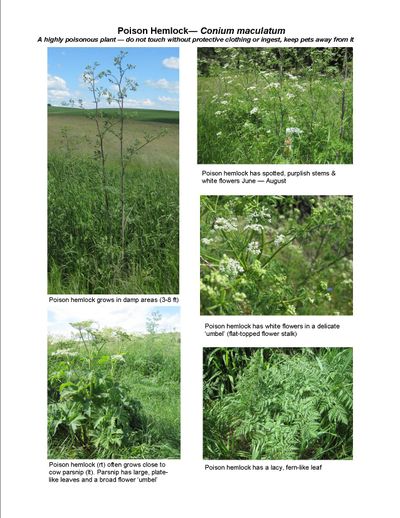 Poison hemlock (Conium maculatum) has white flowers in a delicate umbel (flat-toped flower stalk) and lacy fern-like leaves. (WSU Extension)