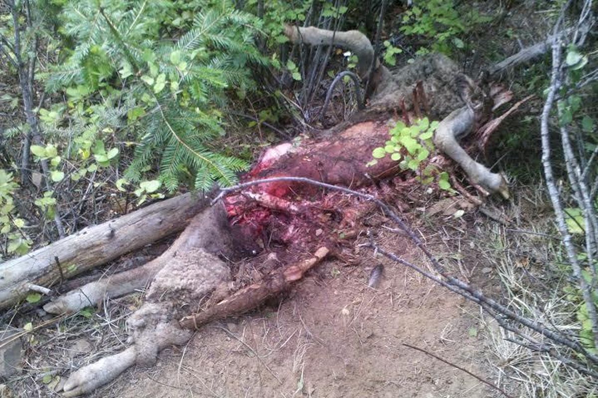 Wolf-killed sheep from Dashiell flock on private timber company land grazing lease in southern Stevens County in August 2014. (Stevens County Cattlemen