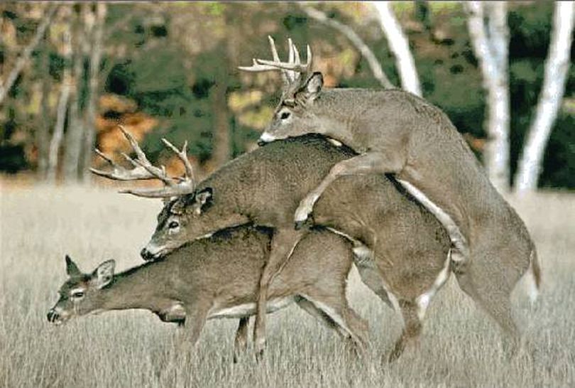 This anonymously received e-mail photo features three white-tailed deer during breeding season. (Anonymous)