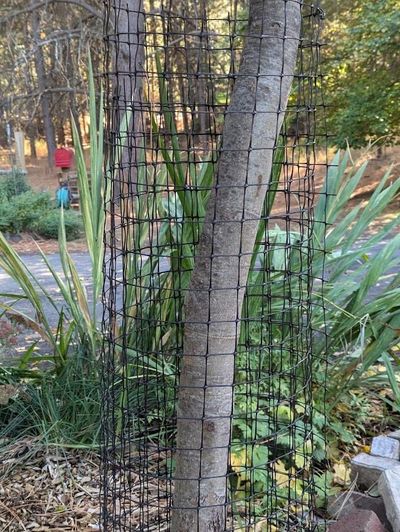 An easy way to protect young trees from deer rubbing their antlers on bark is to wrap the tree with wire or heavy deer fencing. Here, heavy deer fencing is protecting a Gravenstein apple trunk.  (Pat Munts/For The Spokesman-Review)