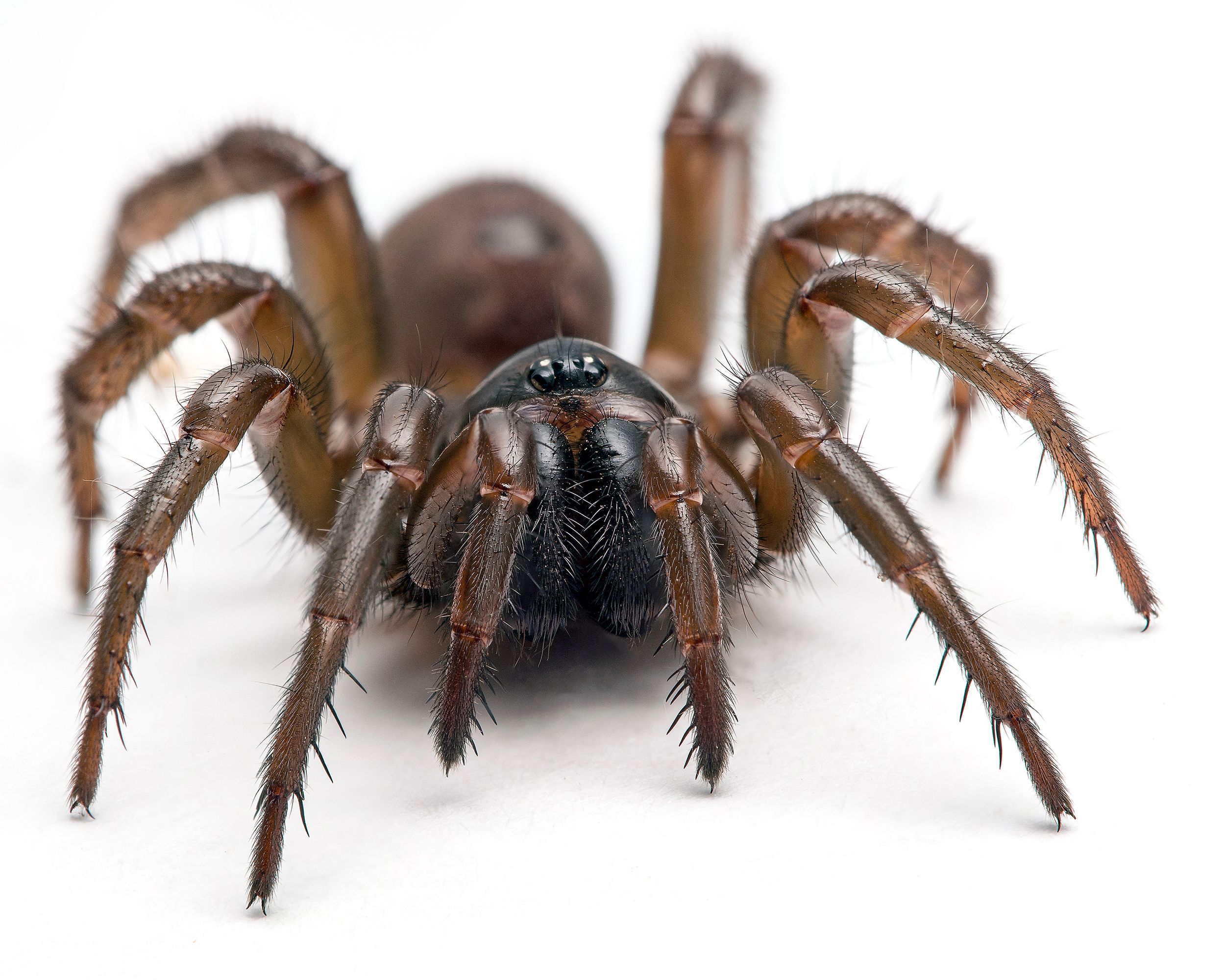 Along came a spider  and it opened a door: A special arachnid is  emerging in the Northwest just in time for Halloween