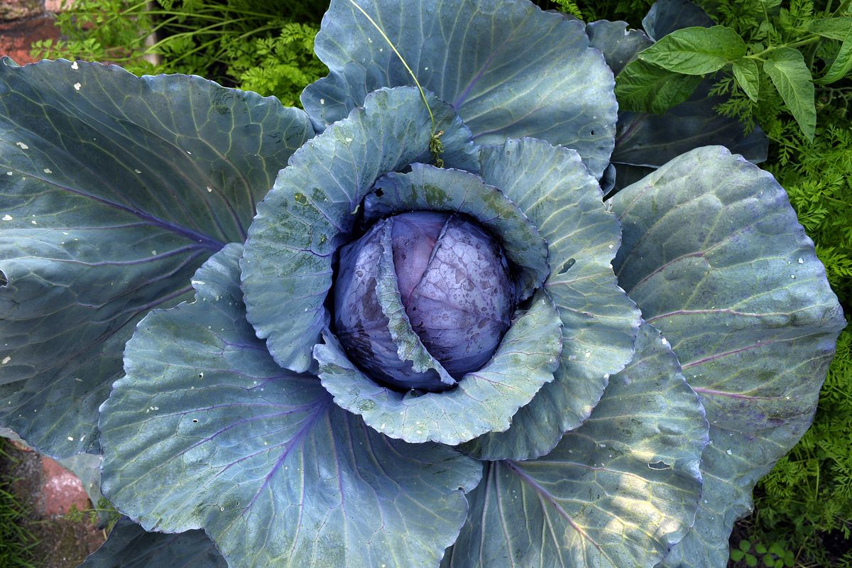 A huge cabbage grows in the Colemans’ front-yard garden in Peaceful Valley.   (CHRISTOPHER ANDERSON / The Spokesman-Review)