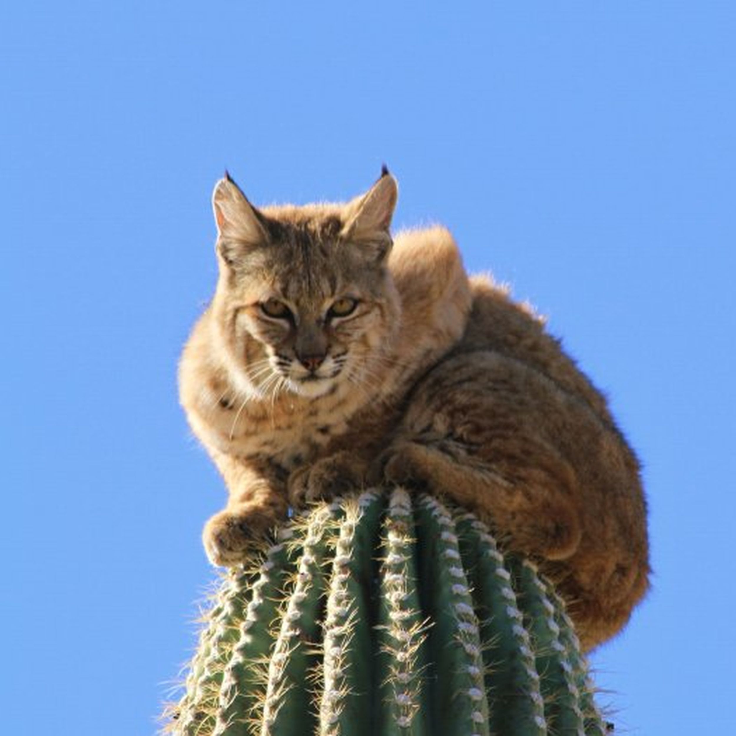 Bobcat on pins and needles when pursued by cougar