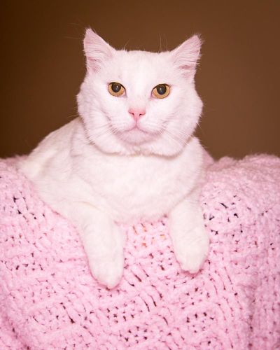 Snow White (Courtesy of Karen Fosberg)