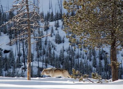 A lone gray wolf travels along the Madison River in Yellowstone National Park in February 2008.  (FILE / The Spokesman-Review)