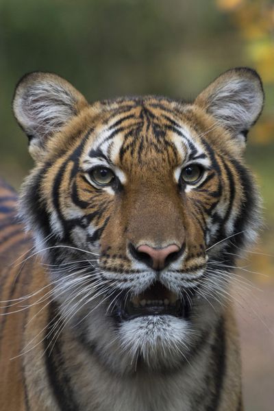 This undated photo provided by the Wildlife Conservation Society shows Nadia, a Malayan tiger at the Bronx Zoo in New York. Nadia has tested positive for the new coronavirus, in what is believed to be the first known infection in an animal in the U.S. or a tiger anywhere, federal officials and the zoo said Sunday. (Julie Larsen Maher / Associated Press)