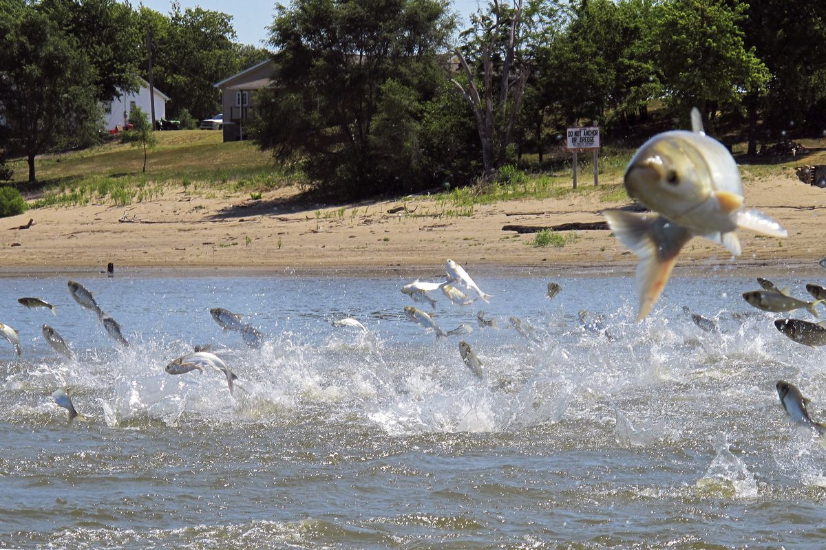 Asian carp, jolted by an electric current from a research boat, jump from the Illinois River in 2012 near Havana, Ill.  (John Flesher)