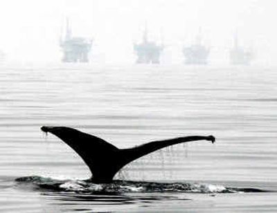 A humpback whale lifts its fluke out of the water as it dives near oil drilling platforms off the coast of Santa Barbara, Calif., in 2001.
(File/Associated Press / The Spokesman-Review)