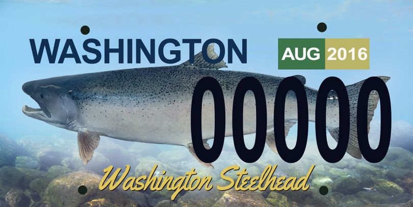 A proposed steelhead license plate could become available to Washington motorists to raise funds for wild fish programs. (Washington Department of Fish and Wildlife)