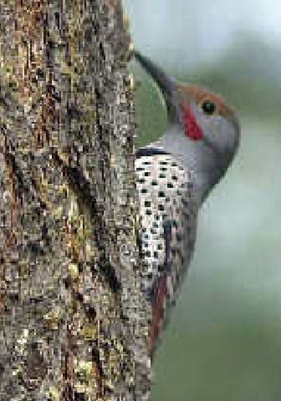 
 The northern flicker  is one of this region's hardier winged creatures.
 (File / The Spokesman-Review)
