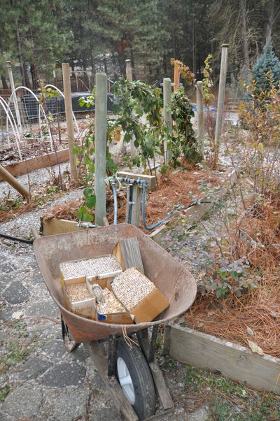 The garden season has come to an end. As the first dusting of snow came down, Pat Munts tied up her blackberry vines and carted her boxes of mason bees to the safety of the garage for the winter.  (Pat Munts/For The Spokesman-Review)