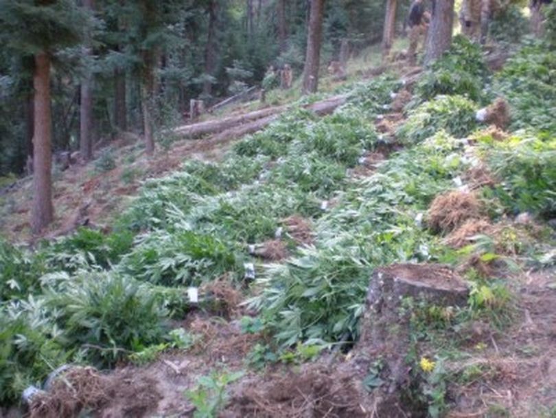 A crop of ripening marijuana was found by Oregon State Patrol officers in northeastern Oregon in the third week of August 2011. About 10,35 plants were seized.
 (Oregon State Patrol)