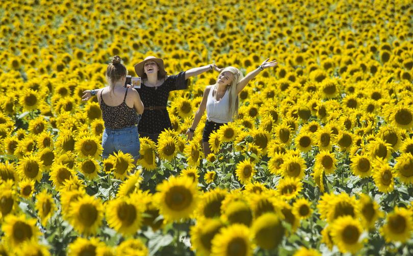 Spokane’s Dyllin Sloan, 18, left, Meg Perry, 17, center, and Molly McKenzie, 17, find a picture-perfect setting Wednesday in a field of sunflowers frequented by bees from Bob Arnold’s colonies. The field is at the corner of Glen Grove-Staley and Wallbridge roads near Deer Park. See story below re: Washington now recognizing beekeepers as farmers. (Dan Pelle / Spokesman-Review)