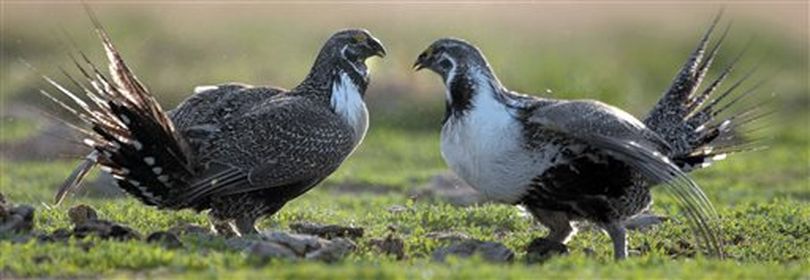 Greater sage grouse (AP / File)