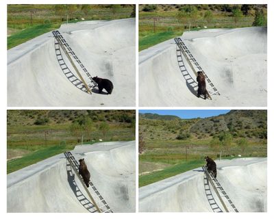 ORG XMIT: DX101 RETRANSMISSION TO REPLACE DUPLICATE IMAGE IN COMBO This combination of four photos provided by the Snowmass, Colo., Police Department on Tuesday, Aug. 25, 2009, show a bear that was trapped in a skateboard park, because of its steep concrete sides,  in the Colorado resort town of Snowmass making its way out on a ladder that was lowered into the park by officials. (AP Photos/Snowmass Police, Tina White) (Tina White / The Spokesman-Review)