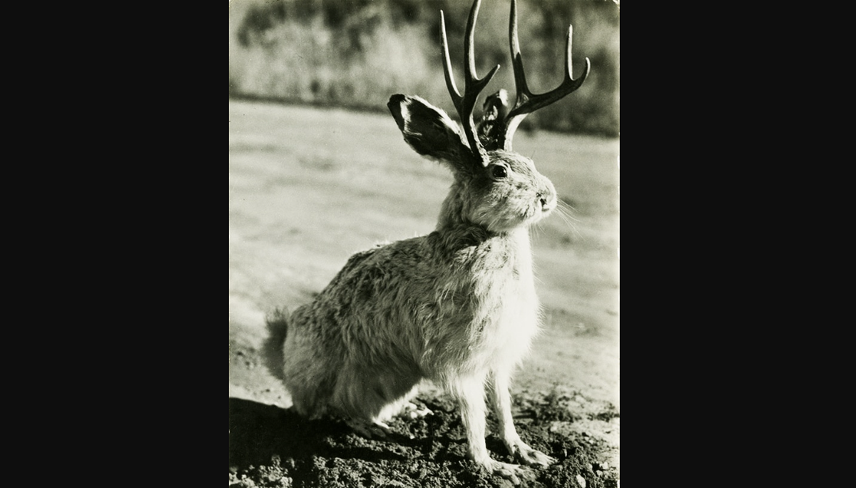 The photograph of a jackalope on this postcard was taken in the late 1940s by Harold Sanborn, a commercial photographer and owner of Sanford Souvenir Company in Denver. The vintage postcard was among the earlier and most popular jackalope mementoes to hit the market. (Library of Congress)