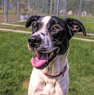 Riker is a very happy, fun-loving dog, the Spokane County Regional Animal Protection Service said in a news release. (Kathy Piper / Spokane County Regional Animal Protection Service)