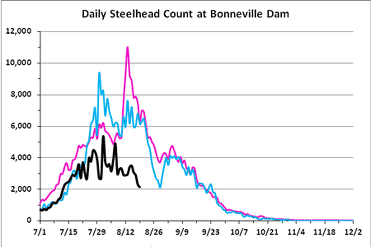 Steelhead counts over Bonneville Dam as of Aug. 20, 2012. (Fish Passage Center)
