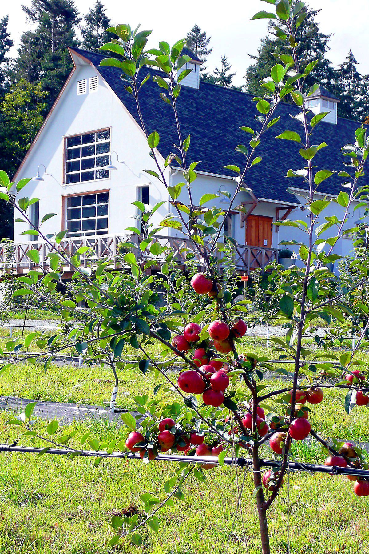 Sea Cider Farm on British Columbia’s Saanich Peninsula makes a variety of sparkling alcoholic ciders. Photos courtesy of Sea Cider Farm (Photos courtesy of Sea Cider Farm / The Spokesman-Review)
