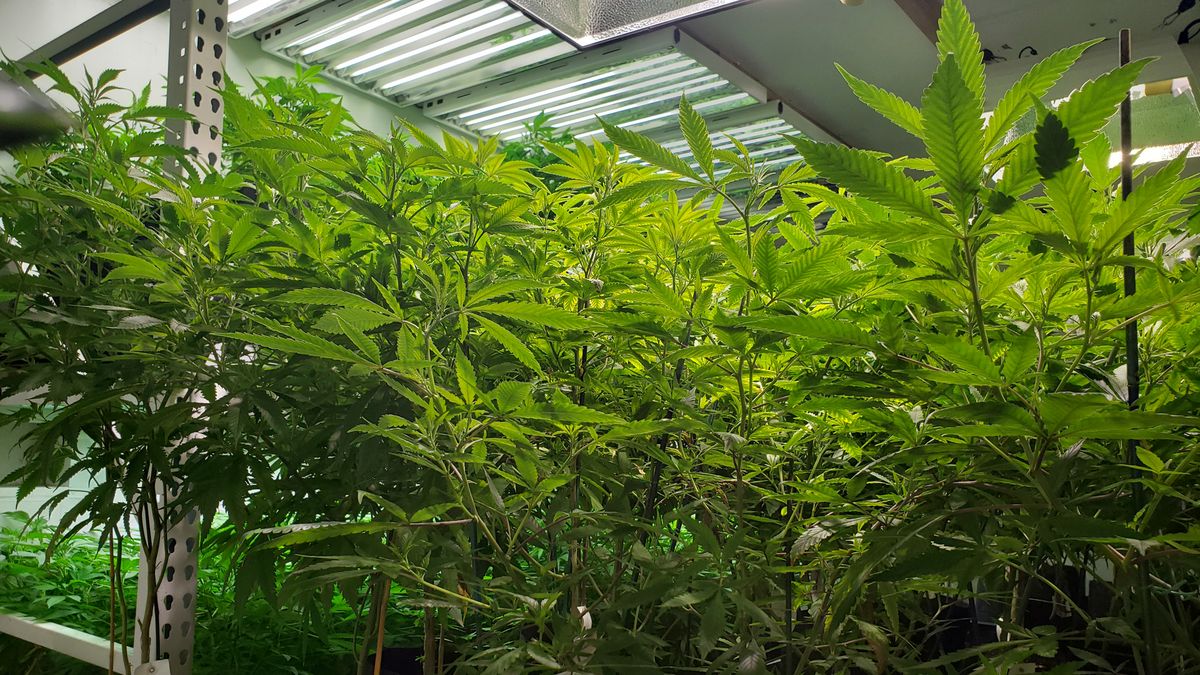 Billows of Haze is a small, indoor cannabis grower in northeast Spokane. (Joe Butler / EVERCANNABIS)
