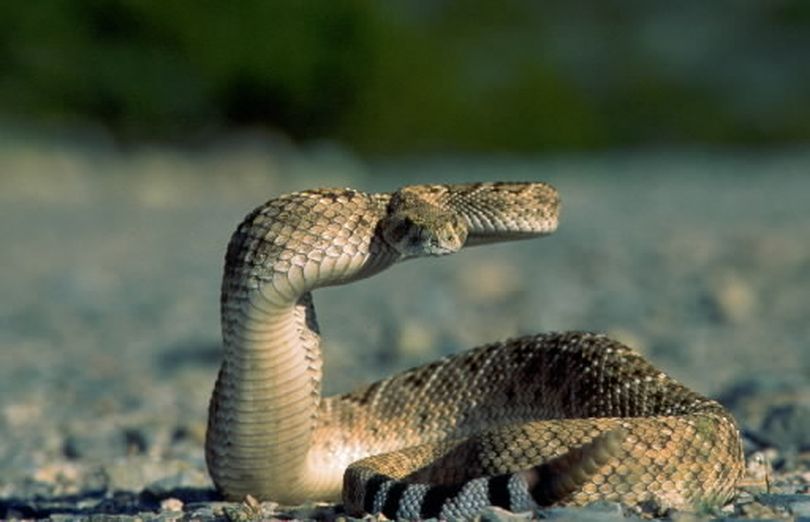 The rattlesnake is a part of the vast diversity of animals and plants that survive the searing heat, arid climate, and flash floods of one of the most spectacular wildernesses left in the U.S. -- the Sonoran Desert. The National Geographic special features an amazing portrait of this complex American landscape. NBC Photo (NBC Photo)