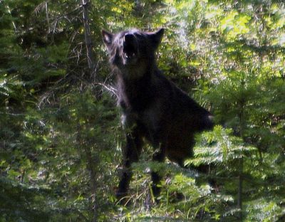 This Aug. 20, 2009, photo provided by the Oregon Department of Fish and Wildlife shows what ODFW believes is the alpha male OR-4 that bred with B-300 to produce the Imnaha wolf pack in the Imnaha Unit in northeast Oregon's Wallowa County near Joseph, Ore. (uncredited / Associated Press)