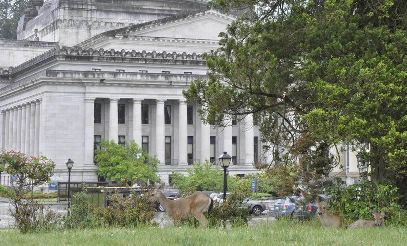 OLYMPIA -- Three does hang out on the press house lawn on June 8, the 17th day of the 2nd Special Session. (Jim Camden/The Spokesman-Review)