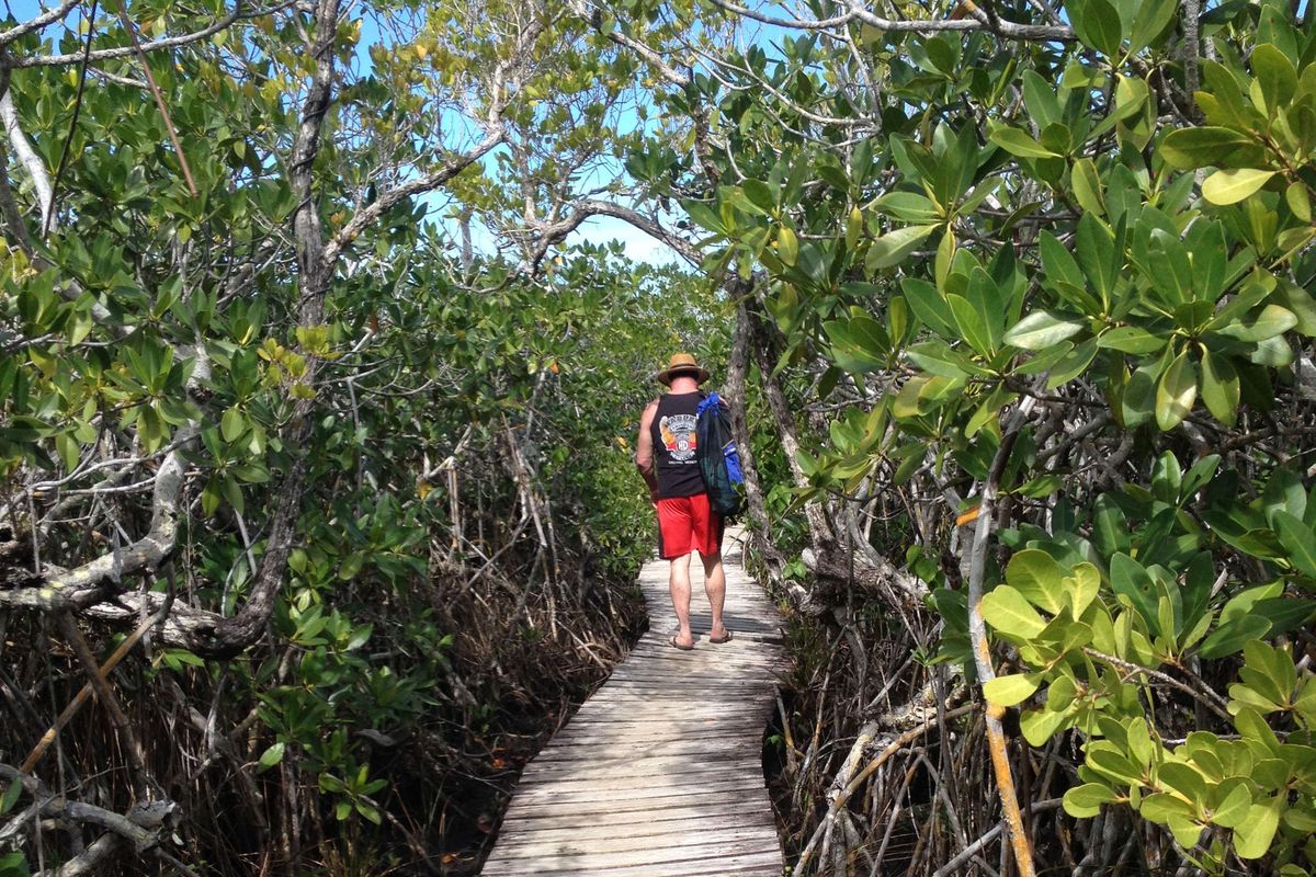This February 2015 photo shows the boardwalk along the mangrove trails in the Lucayan National Park on Grand Bahama, part of the Bahamas in the Caribbean. The park includes Gold Rock Beach and also features sinkholes that open to large underwater caves. (Betty Adams via AP) ORG XMIT: NYET313 (Betty Adams / AP)