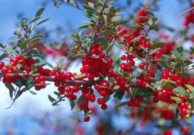 
 By incorporating holly plants into your landscape, you'll not only create an eye-catching attraction but you'll also draw more than your share of wildlife. 
 (Knight-Ridder / The Spokesman-Review)