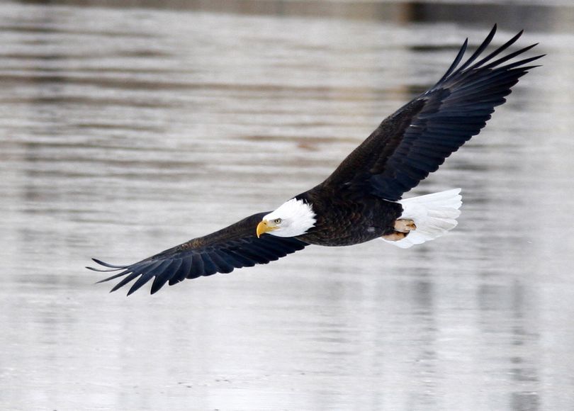 Bald eagles are gathering at Lake Coeur d’Alene for their annual kokanee feast. (Associated Press)