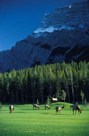 
Elk are abundant at the Fairmont Banff Springs Golf Course, which sits inside a Canadian national park.
 (The Spokesman-Review)