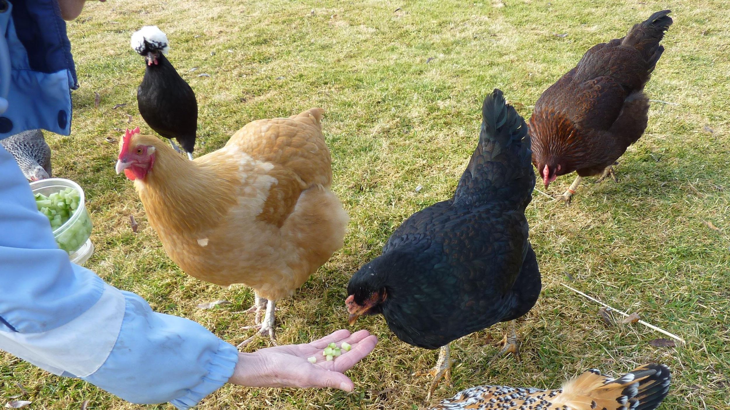 Front Porch: 11-year-old Miss Chicken dons support bra, still clucking