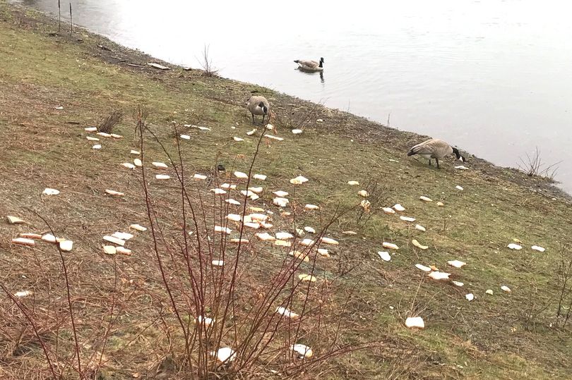 Someone scattered a couple of loaves of bread along the waterfront today, some much so that the geese and ducks ignored most of it. I haven't seen a feast like that left for the water fowl along the Dike Road. Ever. (DFO/Huckleberries Online photo)