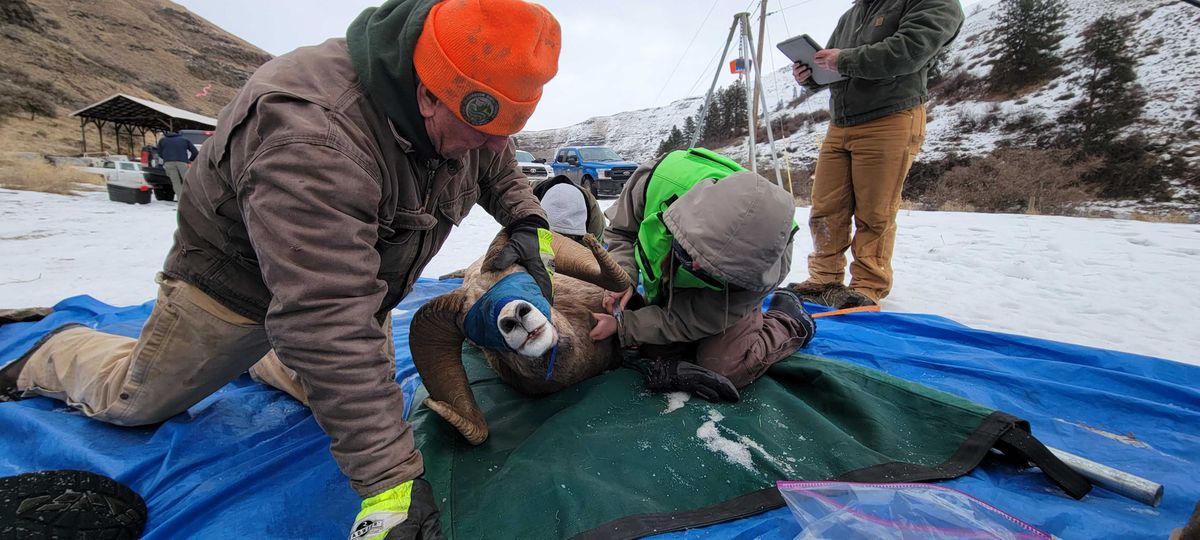 Biologists and wildlife officials from the Washington Department of Fish and Wildlife take biological samples from a bighorn ram and prepare to fit it with a tracking collar.  (Eric Barker/Lewiston Tribune)